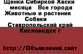 Щенки Сибиркой Хаски 2 месяца - Все города Животные и растения » Собаки   . Ставропольский край,Кисловодск г.